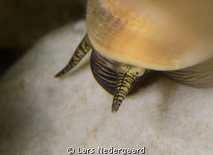 Nikon D7000 / 60mm Nikkor macro lens, 1/60 sec@f16, ISO 1... by Lars Nedergaard 